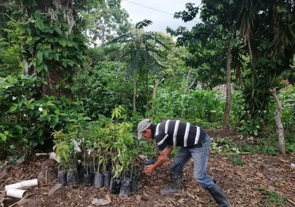 Entrega de árboles frutales y material vegetativo para fortalecer la implementación de sistemas agroforestales.