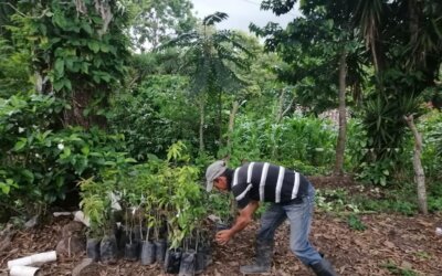 Entrega de árboles frutales y material vegetativo para fortalecer la implementación de sistemas agroforestales.